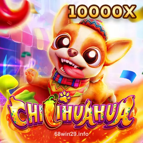 Fachai Chihuahua